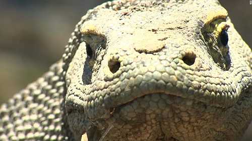 Indonesia reverses tourist ban on Komodo Island