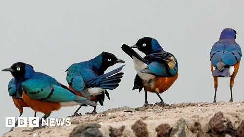 Africa's top shots: Bright birds and night skies