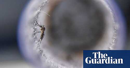 Climate crisis ‘may put 8bn at risk of malaria and dengue’