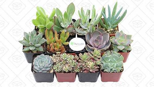 Amazon Will Ship You 12 Succulents for $21, or 20 for $28