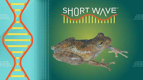 Meet 7 newly described frog species, all named after Star Trek characters : Short Wave