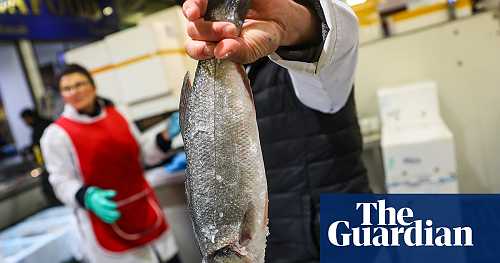 The hidden cost of your supermarket sea bass