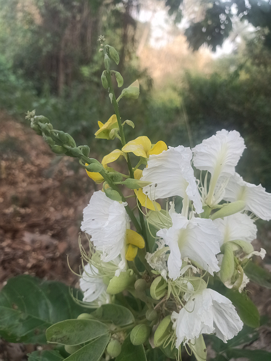 #Featured flower lovers