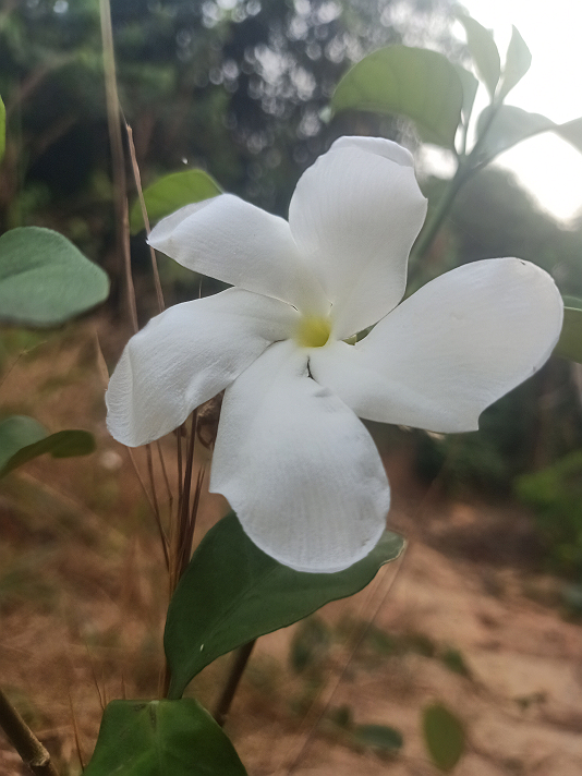 #Featured flower lovers oh Dr life