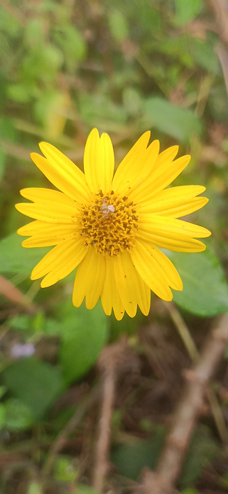 #Featured beautiful grass 🌹 rose