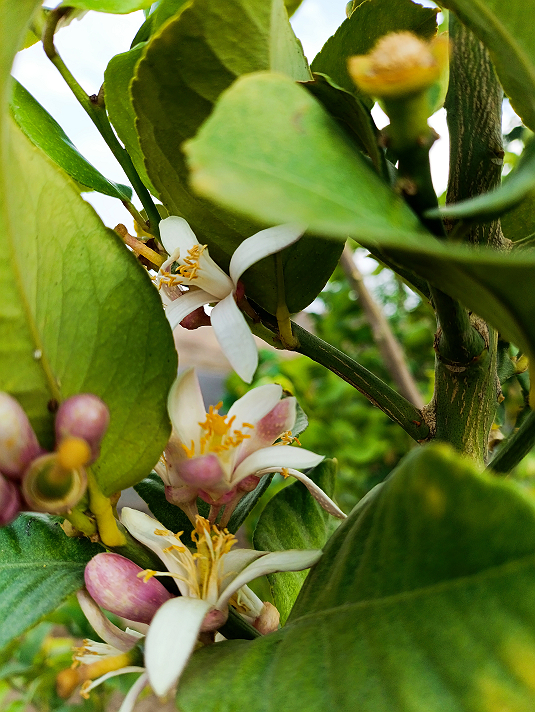 أنو بنفسي زعنحامٍ يخطفُ شخصي، وأنفضُ يدي من مصافحةٍ...