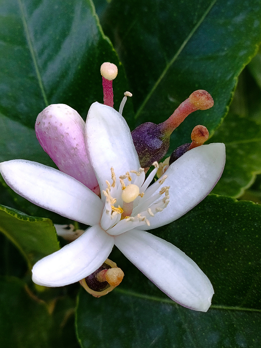 > صباح الخير، والمقصود بالخير أنت أيها أفضل الذي...